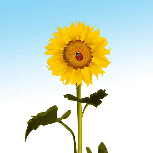Illustration Ladybug Sunflower — Stock Photo, Image