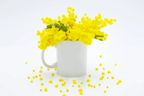 Mimóza Květiny Hrnku — Stock fotografie