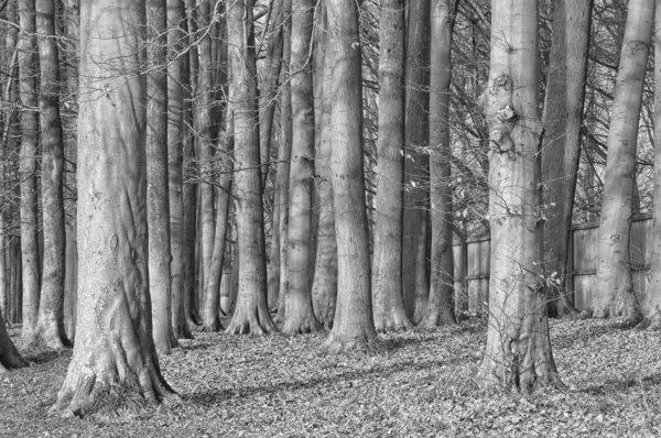 Tree trunks — Stock Photo, Image