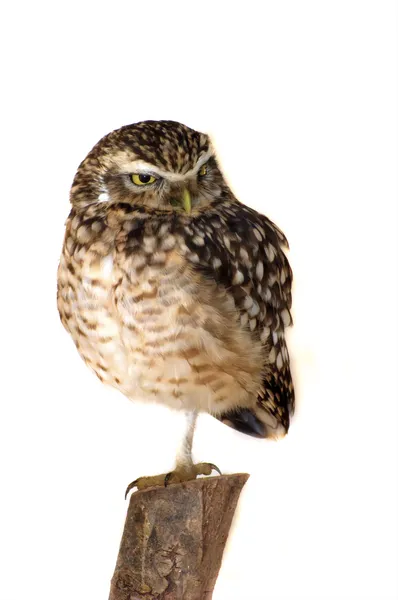 Little Burrowing Owl — Stock Photo, Image