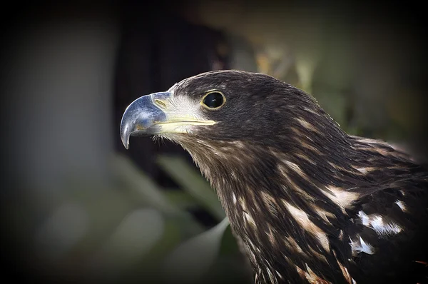 Eagle — Stock Photo, Image