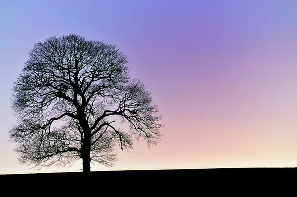 Silhueta de árvore contra um pôr-do-sol — Fotografia de Stock