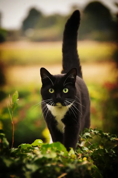 Beyaz önlük ile kara kedi