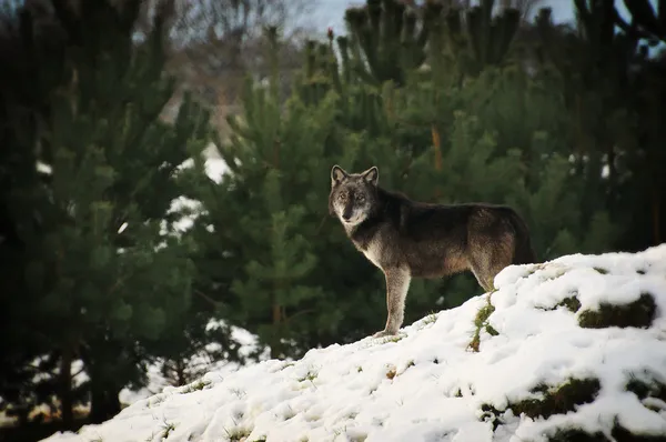 Wolf — Stock Photo, Image