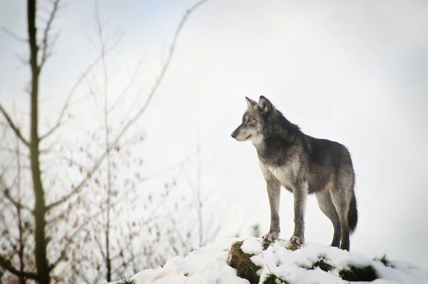 Wolf — Stock Photo, Image