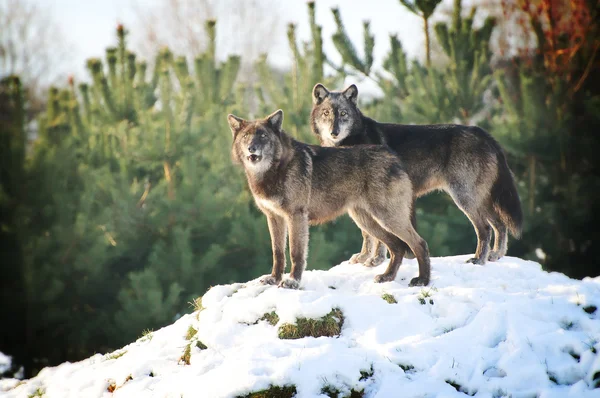 Wolf — Stock Photo, Image