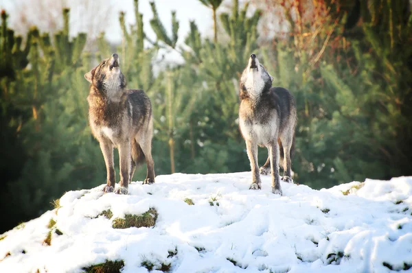 Wolf — Stock Photo, Image