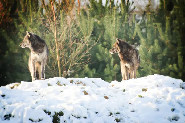 Wolf — Stock Photo, Image