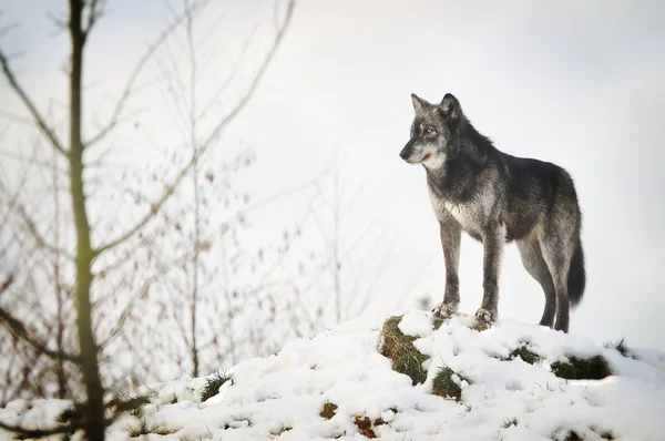 Lobo — Fotografia de Stock