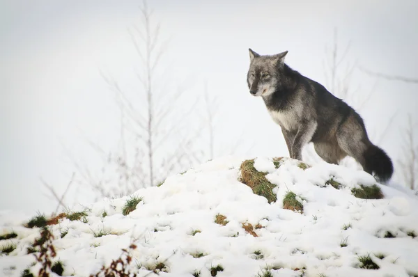 Lobo — Foto de Stock