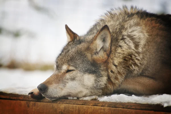 Lobo — Fotografia de Stock