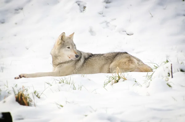 Wolf — Stock Photo, Image