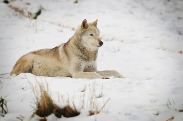 Wolf — Stock Photo, Image