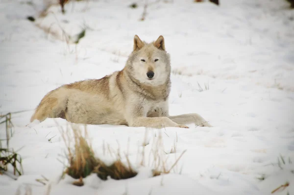 Wolf — Stock Photo, Image