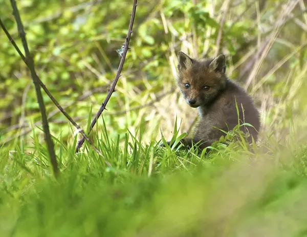 イギリス fox カブ — ストック写真