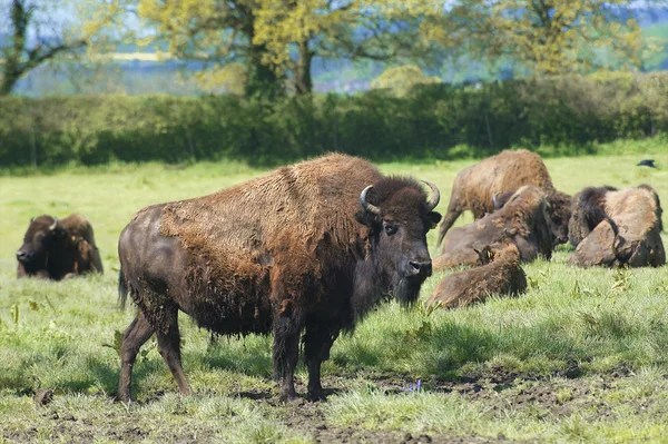 Bison Ordförande — Stockfoto