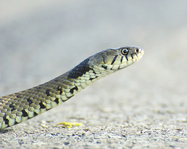 Cobra de grama britânica — Fotografia de Stock