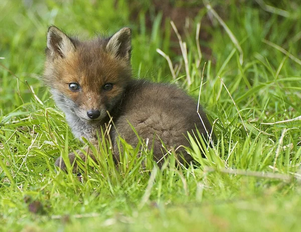 Brittiska fox cub Royaltyfria Stockfoton