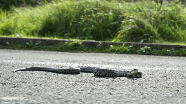 Британская травяная змея Стоковое Изображение