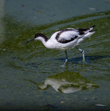 Siyah ve beyaz sahil kuşu