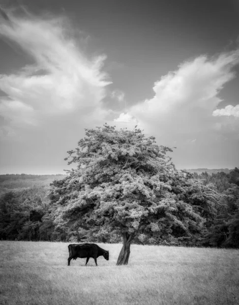 Cow Standing Shade Tree Sunlight Black White — Foto de Stock