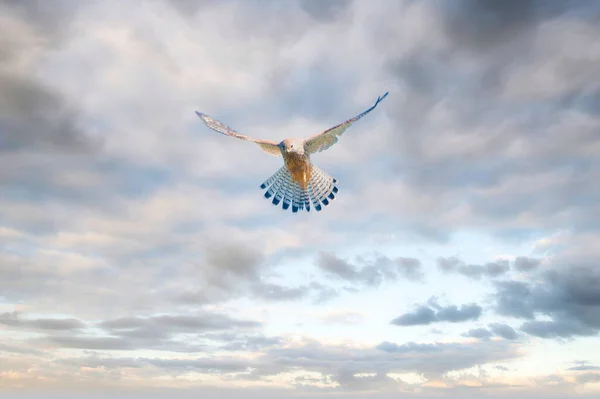 Hawk Hovering Agains Cloudy Sky — Stock fotografie