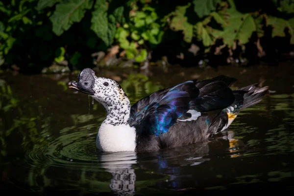 Die Weißflügel Ente Auf Dem Teich Sonnenlicht Wasser — Stockfoto