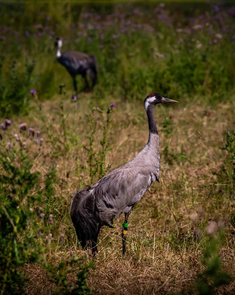 Two Cranes Long Grass — 스톡 사진