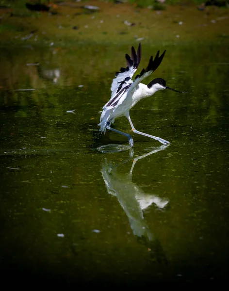 Černobílý Pobřežní Pták — Stock fotografie