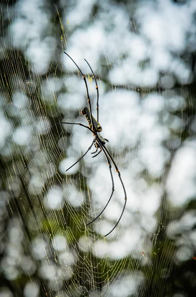 Giant wood spider or banana spider on its web — Stock Photo, Image