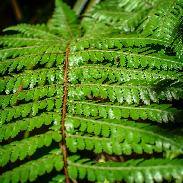 Detail van een mooie blad van fern close-up — Stockfoto