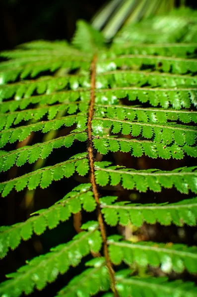 Detail van een mooie blad van fern close-up — Stockfoto