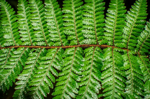 Detail van een mooie blad van fern close-up — Stockfoto