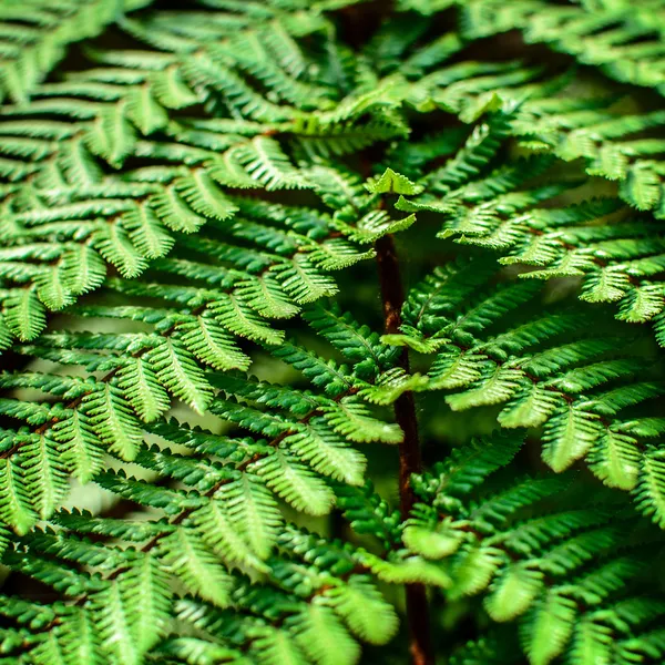 Detalhe de uma bela folha de Samambaia close-up — Fotografia de Stock