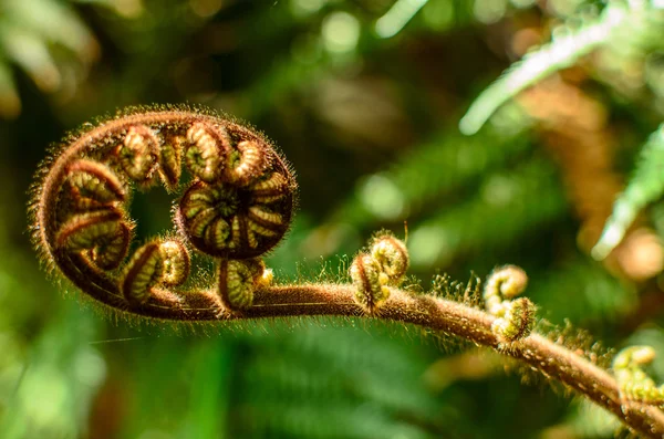 Gekrulde jonge blad van varens. Close-up — Stockfoto