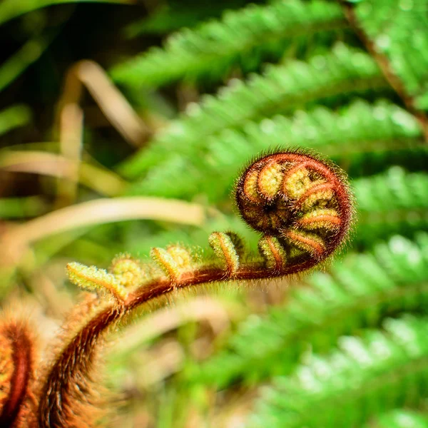 Curled  young leaf of fern. Close-up — Stock Photo, Image