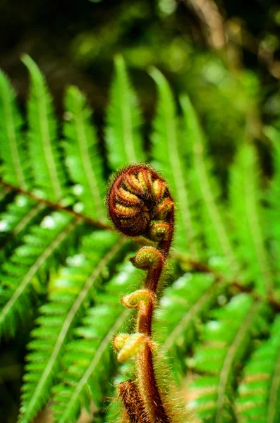 Giovane foglia arricciata di felce. Primo piano — Foto Stock