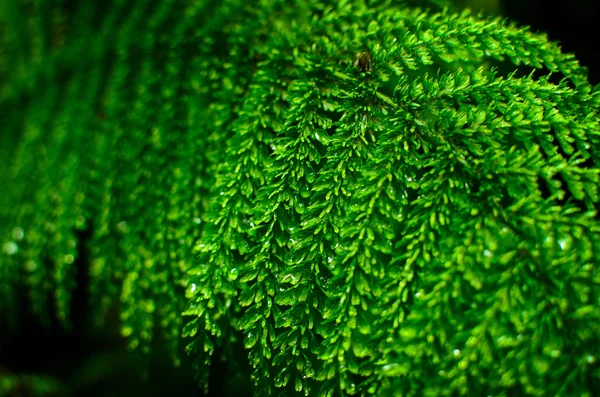 Mooie blad van varens met water druppels close-up — Stockfoto