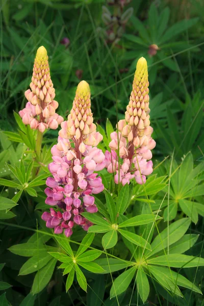 Blooming pink lupines — Stock Photo, Image