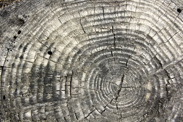 Tree texture with rings — Stock Photo, Image