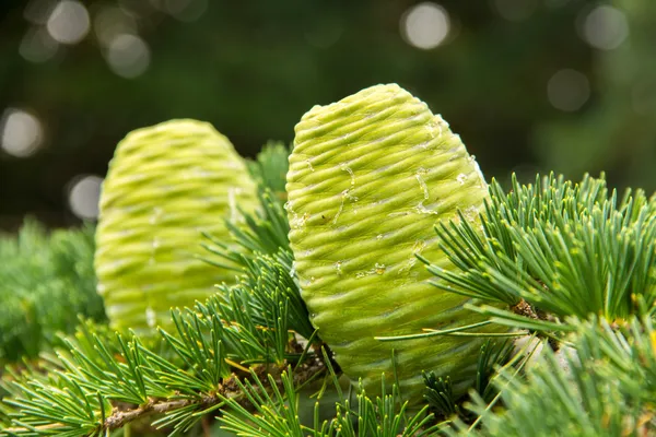 Deux cônes de pin vert — Photo