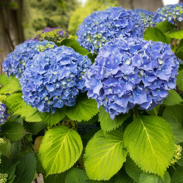 Hortênsia azul — Fotografia de Stock