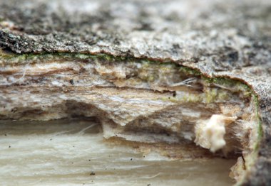 ahşap doku. Makro. aşırı closeup