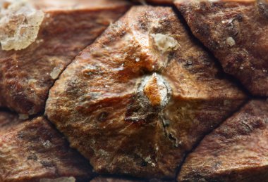 kürk-ağaç koni. Makro. aşırı closeup