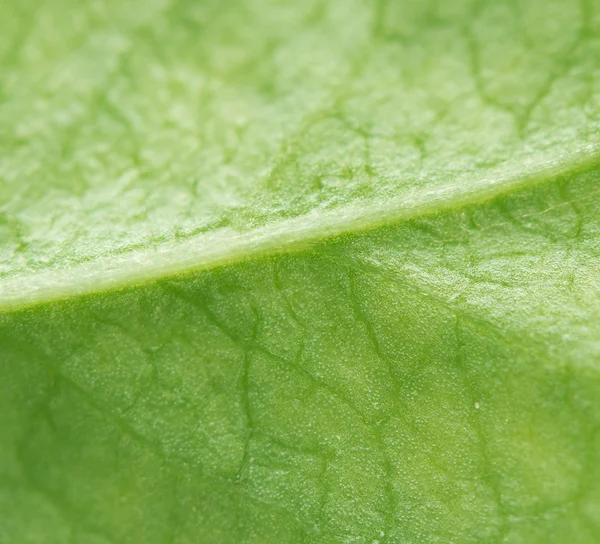 Leaf.Macro. Extreme closeup — Stock Photo, Image