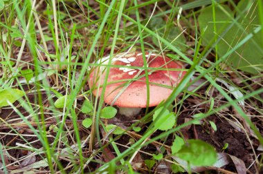 otların arasında mantar