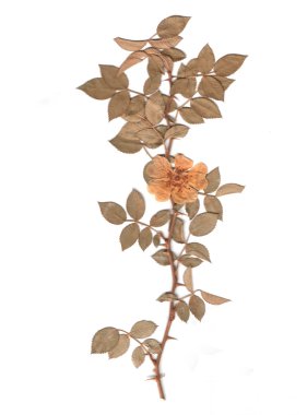 bir kuru dogrose arka plan