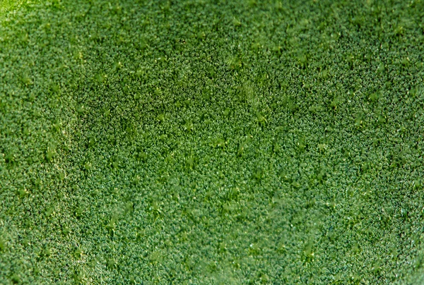 Abstrato fundo verde, folha de planta, macro. Extrema aproximação — Fotografia de Stock