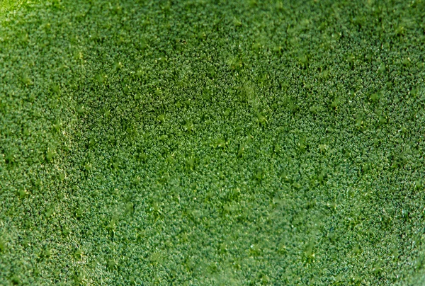 Fondo verde abstracto, hoja de planta, Macro. Primer plano extremo —  Fotos de Stock