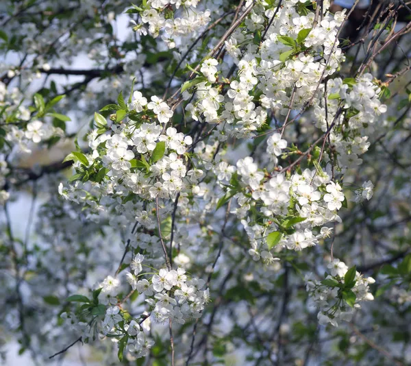 봄에서 벚꽃의 꽃 나무 — 스톡 사진
